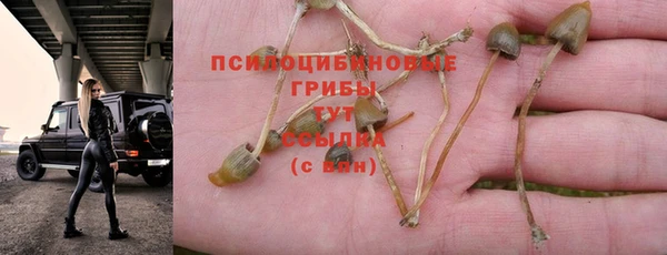 шишки Горняк